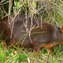 Pudu - Pudu is coming close to us